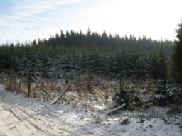 silvestr 2019
